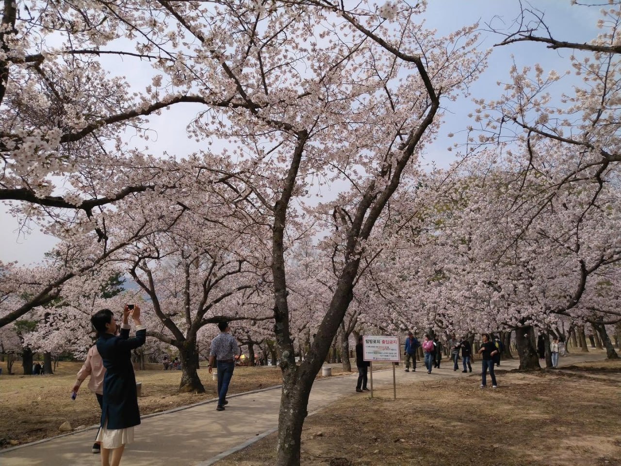 韓國櫻花步道